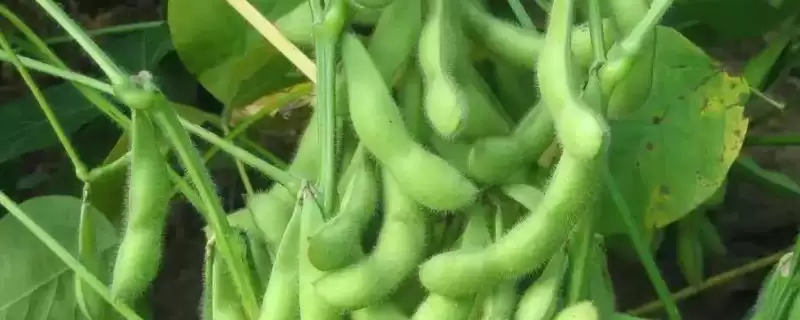 属中熟夏大豆品种的嘉豆43大豆种子,表现如何?-会东网
