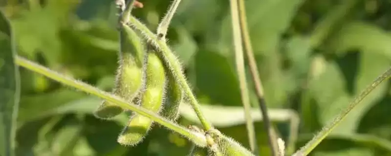 接种鉴定中抗灰斑病的嘉豆1号大豆种子,还有哪些优势?-会东网