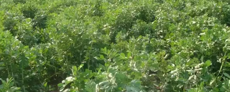 蚕豆播种前为何要浸种?其完整的种植方法是怎样的?-会东网