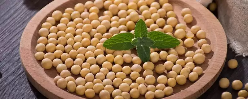 出苗至成熟119天的吉大豆5号大豆品种，其生长速度有何特点？-会东网