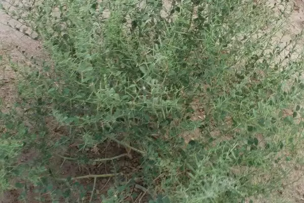 图片[4]-光棍树、仙人掌和沙柳等荒漠植物，它们是如何适应极端干旱环境的？常见的荒漠植物还有哪些？-会东网