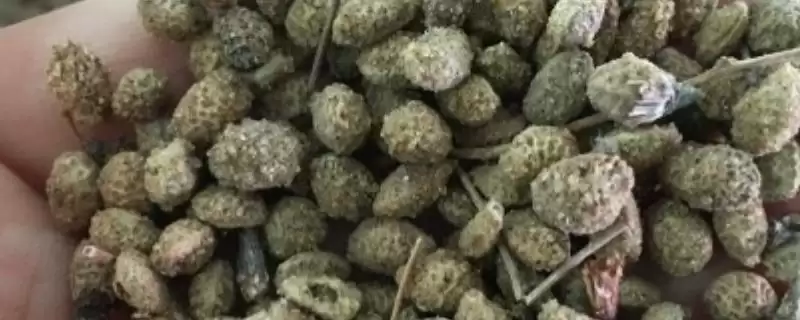 花棒种子的收购价格因地区而异,影响价格的因素还有哪些?-会东网