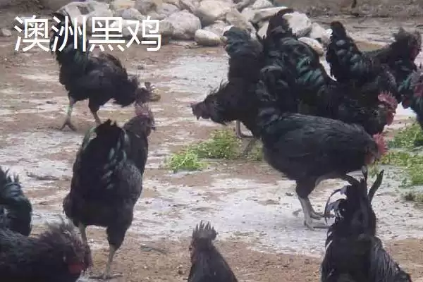 图片[5]-白来航鸡年产蛋量可达300枚，是什么因素造就了它如此高的产蛋性能？常见的蛋鸡品种还有哪些特点？-会东网