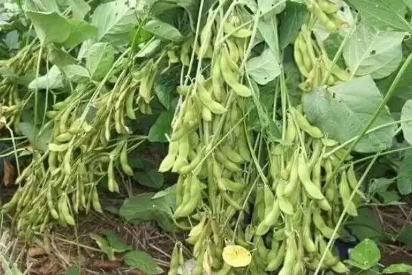 图片[4]-桂春豆112大豆种子，在适宜密度范围内种植有哪些好处？-会东网