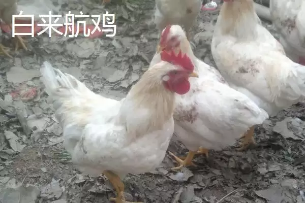 图片[2]-白来航鸡年产蛋量可达300枚，是什么因素造就了它如此高的产蛋性能？常见的蛋鸡品种还有哪些特点？-会东网