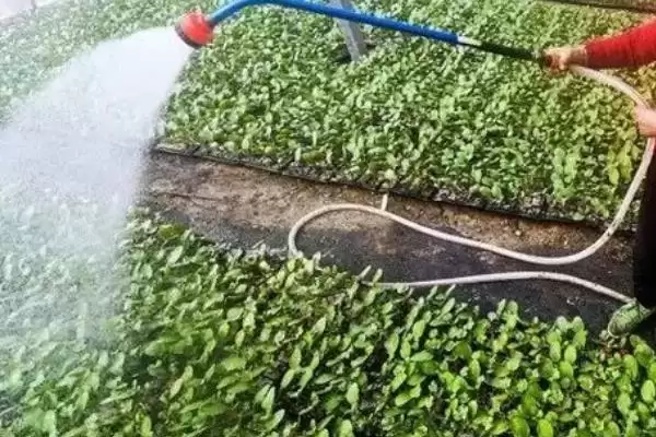 图片[9]-夏播甘蓝选在7月下旬左右种植，这与甘蓝的生长习性有何关系？甘蓝的种植方法还有哪些？-会东网