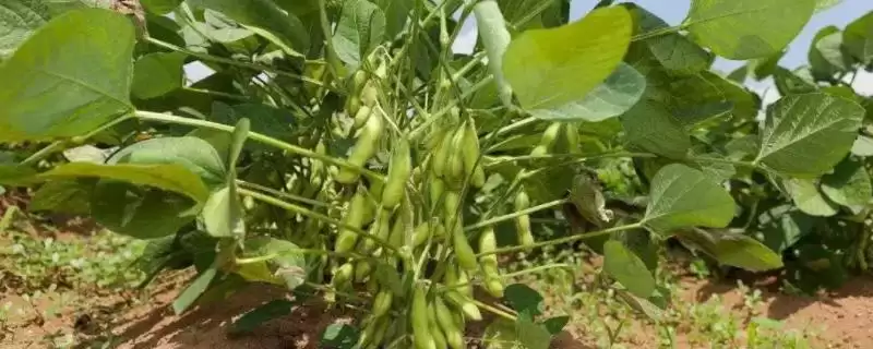 出苗至成熟123天的吉育84号大豆种子，有哪些特点？-会东网