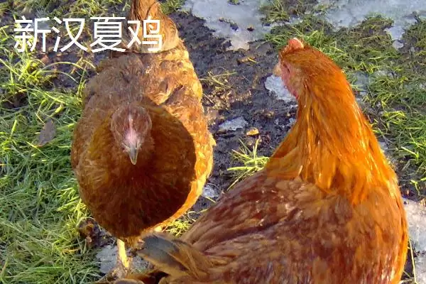 图片[4]-白来航鸡年产蛋量可达300枚，是什么因素造就了它如此高的产蛋性能？常见的蛋鸡品种还有哪些特点？-会东网