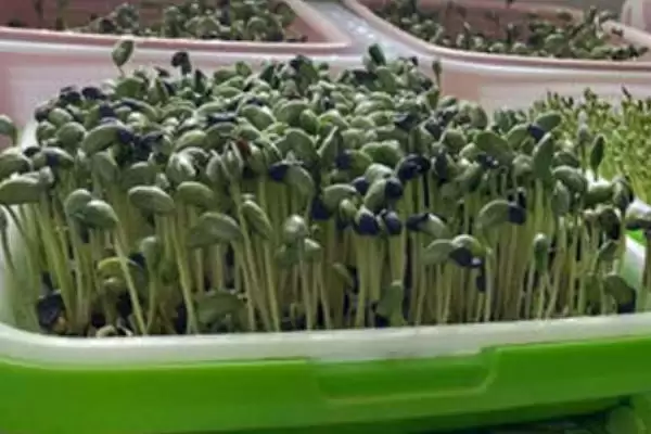 图片[4]-黑豆苗种植选择前一年打下来的种子最好，这是为什么呢？-会东网