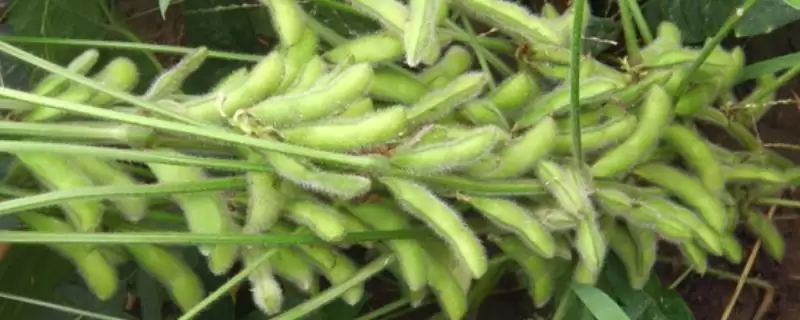 开鲜豆6号大豆品种,在中等以上肥力地块种植的原因是?-会东网