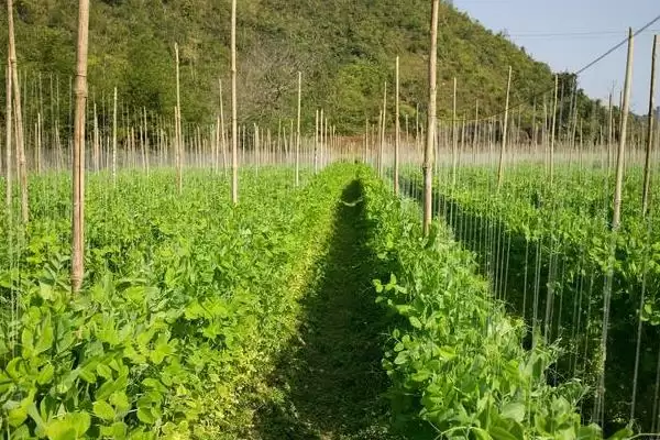 图片[4]-豆角苗期湿度过大或肥料过浓为何会导致死苗？如何避免这种情况发生？-会东网