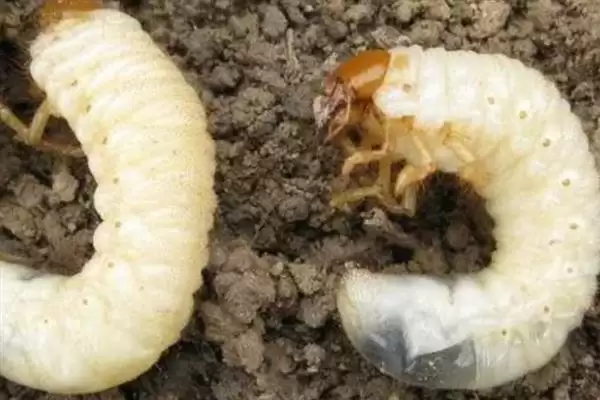 图片[7]-施肥时用充分腐熟的有机肥，真的能有效防治地蚕吗？防治地蚕还有哪些土办法？-会东网
