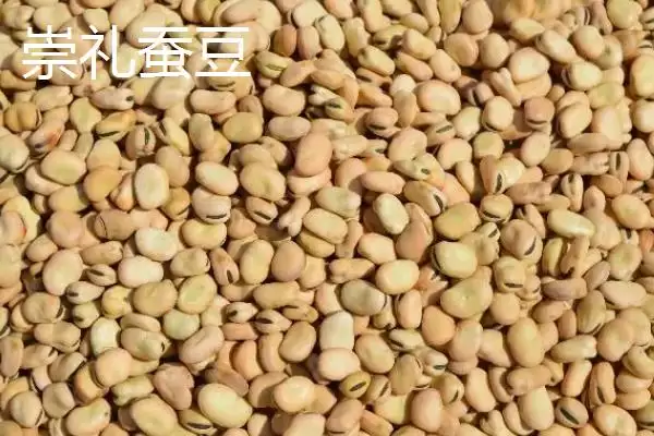 图片[8]-蚕豆播种前为何要浸种？其完整的种植方法是怎样的？-会东网