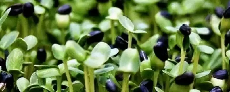 黑豆苗种植选择前一年打下来的种子最好,这是为什么呢?-会东网