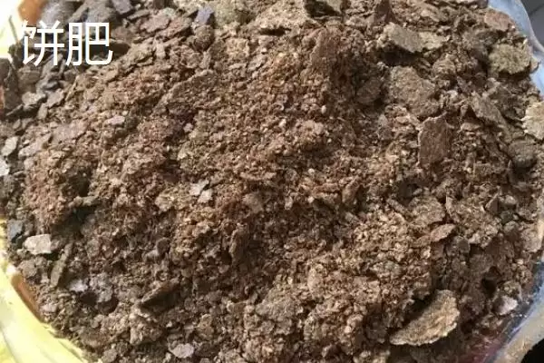 图片[4]-大棚韭菜对肥料需求不高，那应该如何科学施肥以保证产量和品质？大棚韭菜专用肥有哪些特点？-会东网