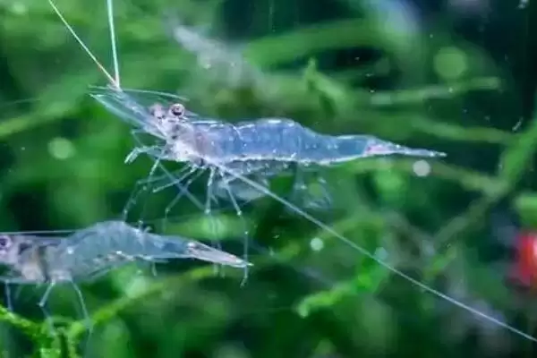 图片[3]-冬季黑鱼的分布会影响钓底还是钓浮，具体是如何影响的？冬季钓黑鱼还有哪些技巧？-会东网