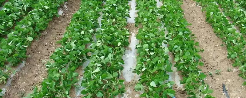 贡豆23大豆种子，花荚期防治豆荚螟及鼠害的关键时间节点是什么？-会东网