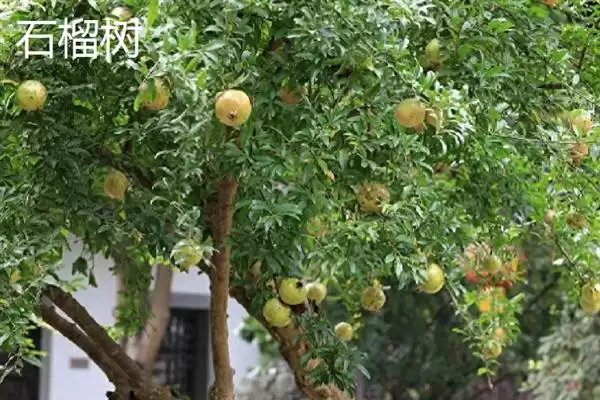 图片[4]-榕树、红树等常见树种为何根系发达？根系发达对它们的生存有何意义？-会东网