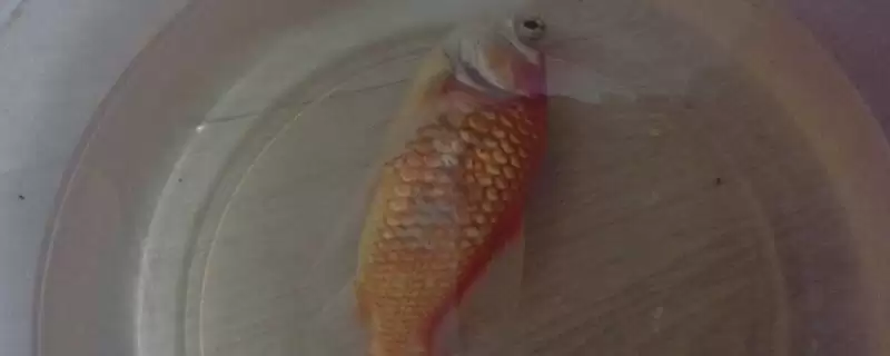 金鱼吃多了翻肚,立刻停止喂食后还该怎么做?-会东网