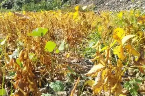 图片[4]-黄豆喜欢氮磷钾肥，不同生长阶段对肥料的需求有何变化？-会东网