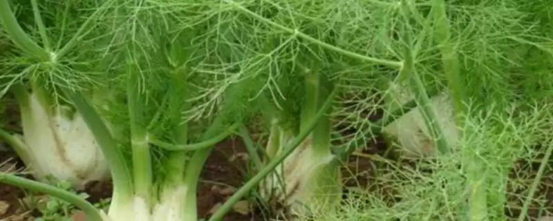 哪五种特种蔬菜食用和营养价值高还比较赚钱？-会东网