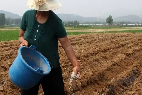图片[3]-钙镁磷肥为何适合作基肥深施？它对土壤和作物有哪些长期影响？-会东网