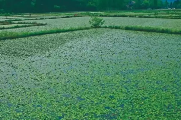图片[4]-莼菜在水中种植有哪些特殊要求？莼菜的田间管理方法还有哪些关键步骤？-会东网