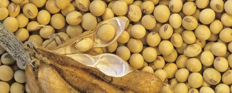 高抗大豆食心虫的吉育701大豆种子,还有哪些特征特性?-会东网