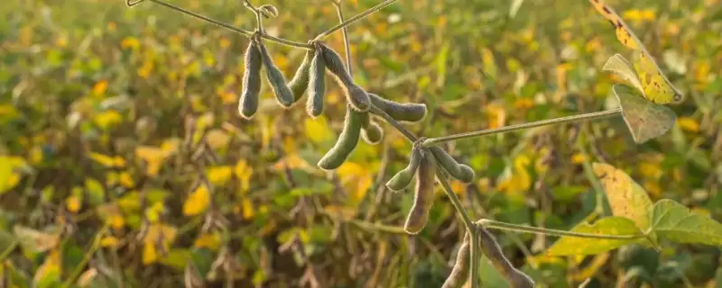 亚有限结荚习性的建农2号大豆种，还有哪些特点？-会东网