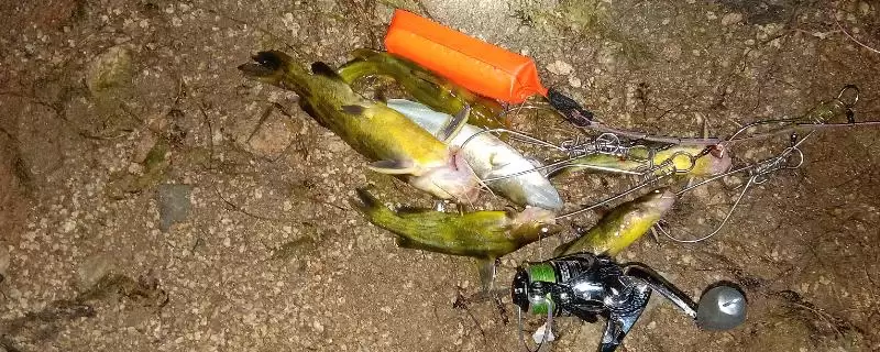 钓黄颡鱼以钓底、钓钝为主，这种钓法的原理和优势是什么？-会东网