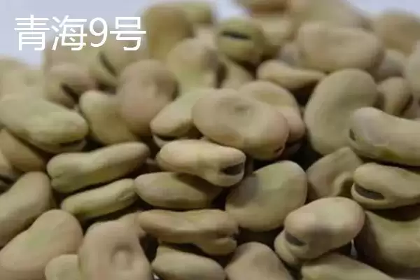 图片[9]-蚕豆播种前为何要浸种？其完整的种植方法是怎样的？-会东网
