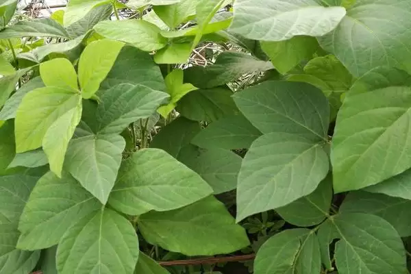 图片[2]-吉农51大豆种子，8月中旬防治大豆食心虫为何必要？-会东网