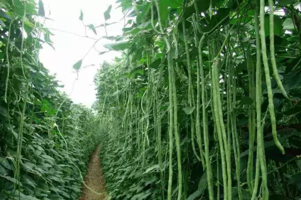 图片[2]-豆角为何具有一定的耐旱性？这种特性对其生长和种植有何影响？-会东网