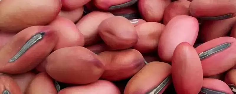 刀豆种子浸泡催芽真的能提高发芽率和成活率吗?刀豆种子如何正确浸泡催芽?-会东网
