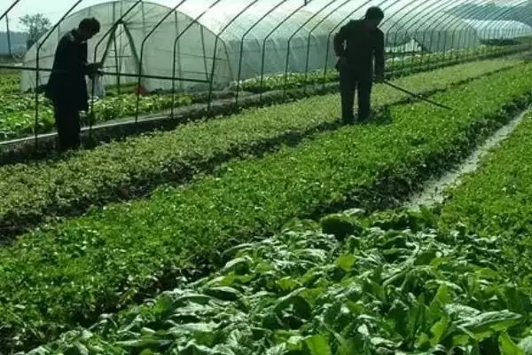 图片[2]-大棚蔬菜早春浇灌缓苗水时随水冲施有机肥，对蔬菜生长有哪些好处？大棚蔬菜早春怎么施肥还有哪些要点？-会东网