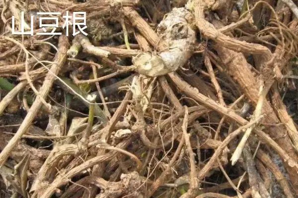 图片[4]-北豆根为什么一般3-4年就可以收获？生长过程是怎样的？-会东网