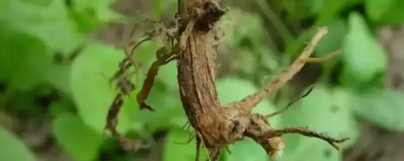 豇豆根腐病,实行轮作换茬能有效防治吗?还有哪些措施?-会东网