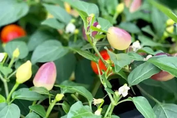 图片[3]-哪五种特种蔬菜食用和营养价值高还比较赚钱？-会东网