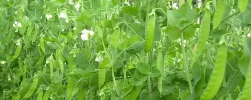 荷兰豆春秋两季播种各有什么优缺点?最佳播种时间如何选择?-会东网