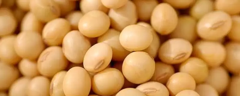 吉农235大豆种子,8月中旬防治大豆食心虫的要点是?-会东网
