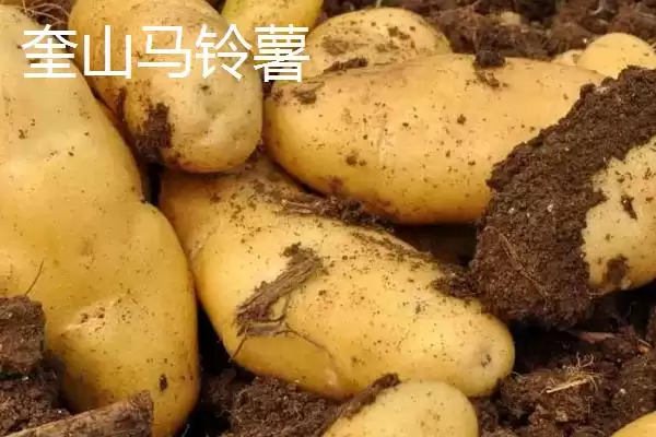 图片[12]-黑龙江牡丹江市的响水大米驰名中外，是什么造就了它的高品质？-会东网
