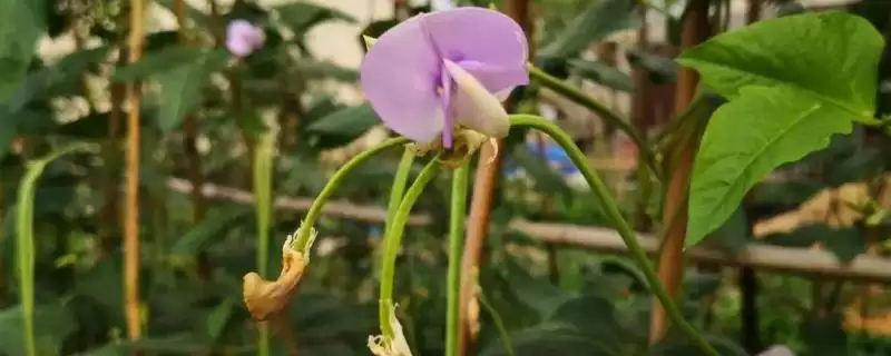 豆角开花期浇水为何不好？开花期对豆角的生长有哪些重要意义？-会东网