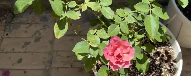 高温天气下，剪除月季多余幼芽、转移至阴凉通风处真能有效管理吗？还有哪些措施？-会东网