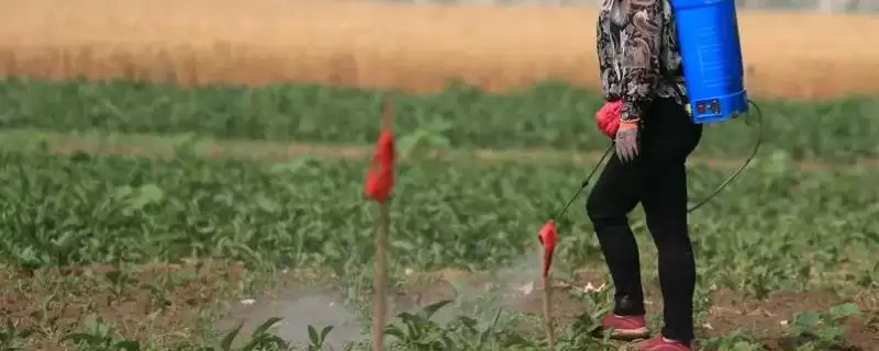 敌敌畏对咀嚼口器和刺吸口器的害虫均有效,它的杀虫原理是什么?还能防治哪些害虫?-会东网