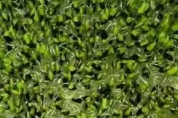 图片[3]-黑豆苗种植选择前一年打下来的种子最好，这是为什么呢？-会东网