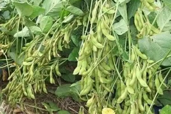 图片[2]-交大35大豆种简介，种植密度1.5～2.0万株-会东网