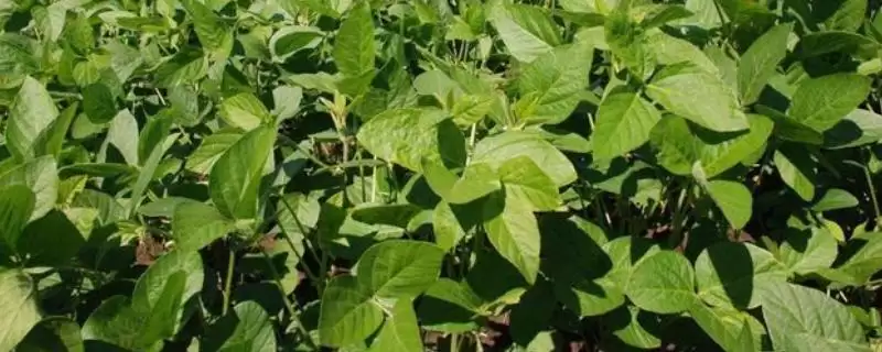 中抗到抗大豆花叶病毒病的泾豆1号大豆种子，还有哪些优势？-会东网