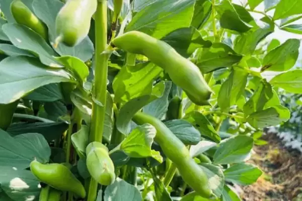 图片[4]-蚕豆象究竟如何危害蚕豆？会直接食害豆粒的真相是？-会东网