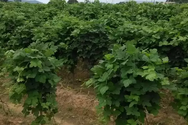 图片[4]-菜用葛根种植前景广阔，到底是哪些因素造就的？-会东网
