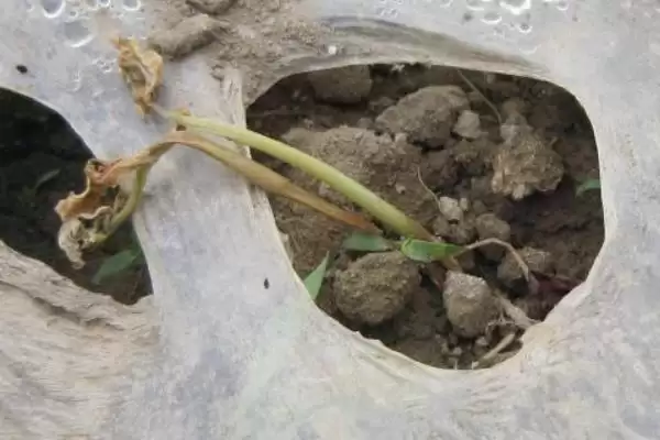 图片[2]-豆角苗期湿度过大或肥料过浓为何会导致死苗？如何避免这种情况发生？-会东网